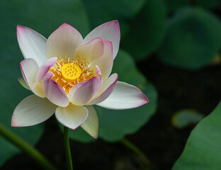 Stunning lotus flower