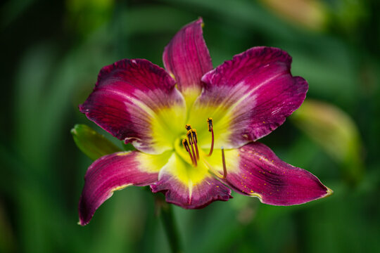 Magenta star gazing lily