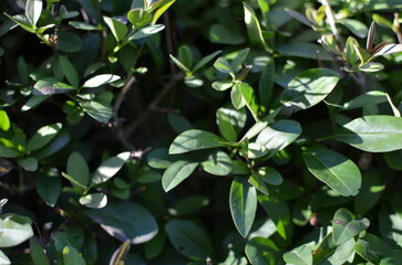 green leaves in the garden