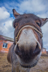 donkeys portret on the sky