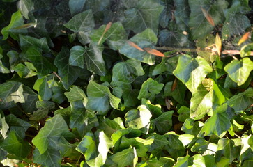 Green ivy, background