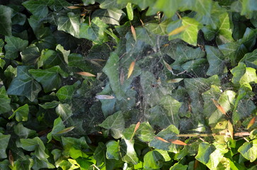 Green ivy, background