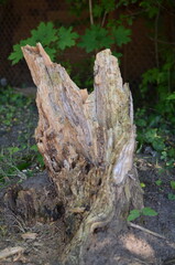 The stump left from an old broken tree in the forest.