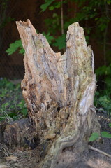 The stump left from an old broken tree in the forest.