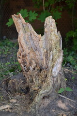 The stump left from an old broken tree in the forest.