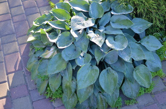 Bush blue hostas plants in the garden
