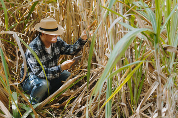 The owner of the corn field is analyzing the harvested corn.