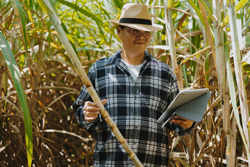 The owner of the corn field is analyzing the harvested corn.