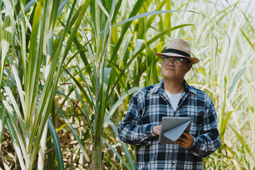 The owner of the corn field is analyzing the harvested corn.