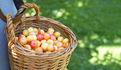 Freshly harvested cherries in a woven basket held by a person, surrounded by lush green grass,...