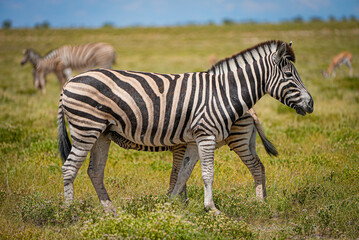 A zebra foal nurses from its mother on the grassy African savanna, a tender moment of wildlife behavior captured under the sun. Perfect for nature landscapes, safari themes, and adventure travel.