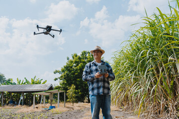 A cornfield owner is flying a drone to analyze the harvested corn.