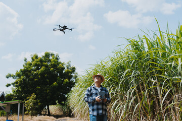 A cornfield owner is flying a drone to analyze the harvested corn.