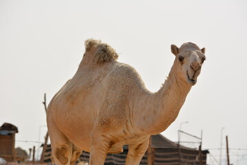 camel in the desert
