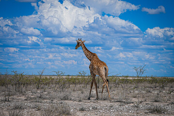 A majestic giraffe strides across the dry African savanna beneath a vivid blue sky filled with dramatic clouds. Perfect for wildlife, nature landscapes, safari, and adventure travel themes.