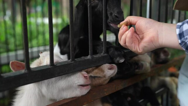 Close-up shot of a person feeding small Jamnapari goats through a metal fence
