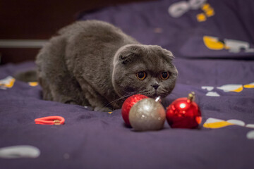 Playful British Shorthair cat sitting on a bed, staring curiously at a red Christmas ornament being...