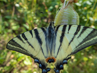 Close-Up View of a Scarce Swallowtail Butterfly's Striped Wings