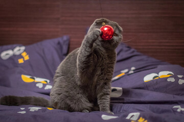 Playful British Shorthair cat sitting on a bed, staring curiously at a red Christmas ornament being...