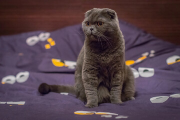 Playful British Shorthair cat sitting on a bed, staring curiously at a red Christmas ornament being...