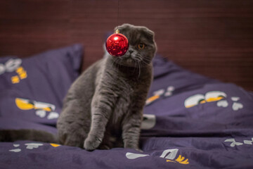 Playful British Shorthair cat sitting on a bed, staring curiously at a red Christmas ornament being...