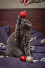 Playful British Shorthair cat sitting on a bed, staring curiously at a red Christmas ornament being...