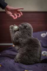 Playful British Shorthair cat sitting on a bed, staring curiously at a red Christmas ornament being...