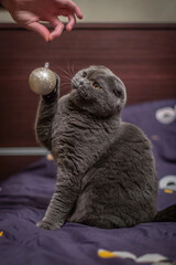 Playful British Shorthair cat sitting on a bed, staring curiously at a red Christmas ornament being...