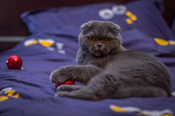 Playful British Shorthair cat sitting on a bed, staring curiously at a red Christmas ornament being...