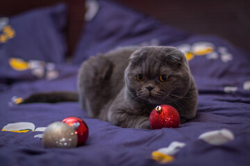 Playful British Shorthair cat sitting on a bed, staring curiously at a red Christmas ornament being...