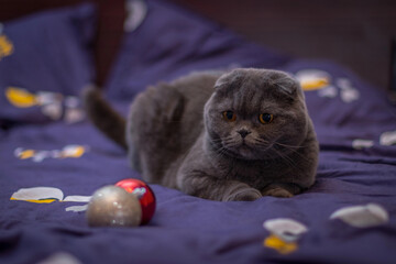Playful British Shorthair cat sitting on a bed, staring curiously at a red Christmas ornament being...