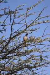 Bird in the trees
