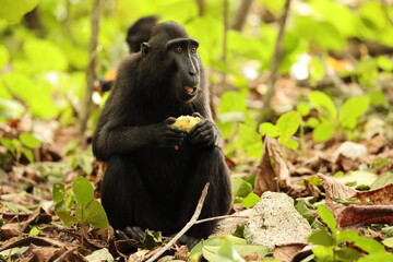 The Celebes crested macaque (Macaca nigra), also known as the crested black macaque, Sulawesi...
