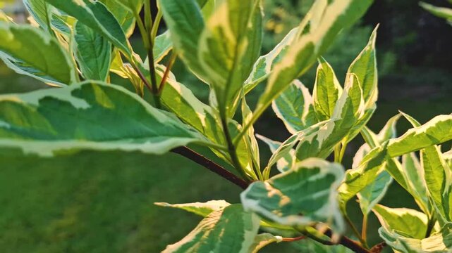 This close-up video frame captures the variegated leaves of an ornamental shrub, probably white-bordered turf, with green centers and light, almost white edges, illuminated by warm sunlight. The folia