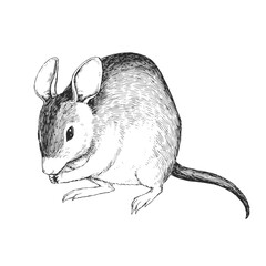 Vector hand-drawn illustration of a Malagasy giant rat. Black and white sketch of Votsotsa.

