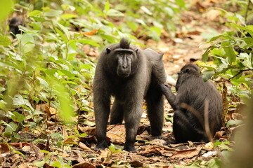 The Celebes crested macaque (Macaca nigra), also known as the crested black macaque, Sulawesi crested macaque, or the black ape, is an Old World monkey that lives in the tropical regions of north Sula