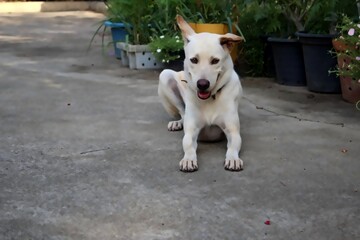 Happy Mixed-Breed Dog Sitting on Concrete Floor in Garden with Flower Pots
