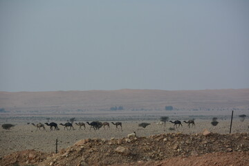 camels in the desert