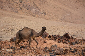 camel in the desert
