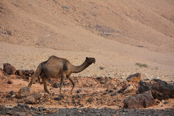 camels in the desert