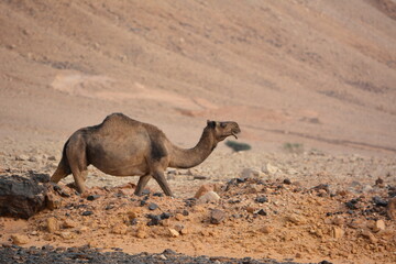 camel in the desert