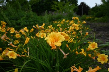 Obraz premium Vibrant yellow lilies in a lush garden.
