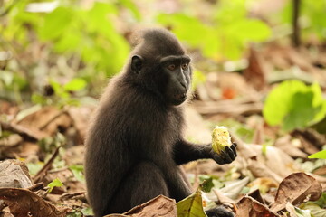 The Celebes crested macaque (Macaca nigra), also known as the crested black macaque, Sulawesi...