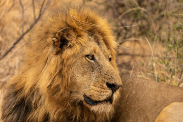 Close up Portrait of the Head of a Large Lion With a Thick Mane in South Africa