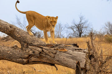 Young Lioness Standing on a Fallen Tree Looks at the Camera in Kruger National Park, South Africa