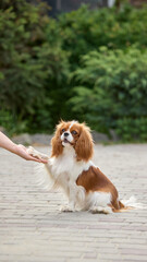 Paw connection. Cavalier King Charles Spaniel giving its paw to a human hand on a stone pathway....