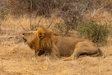 Close up of a Lion Lying Down and Roaring in Kruger National Park in South Africa