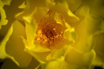 Close-Up of a Vibrant Yellow Flower