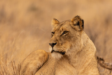 Portrait of a Lioness looking ahead in Kruger National Park in South Africa