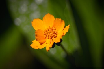 Vibrant Orange Flower in Nature